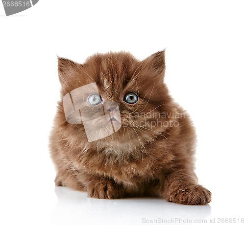 Image of British long hair kitten