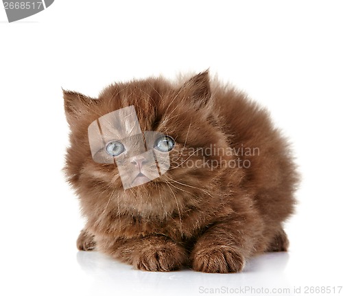 Image of British long hair kitten