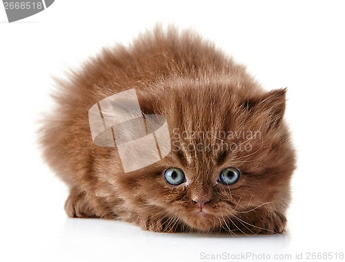 Image of British long hair kitten