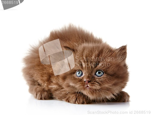 Image of British long hair kitten