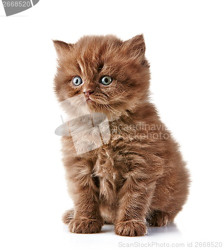 Image of British long hair kitten