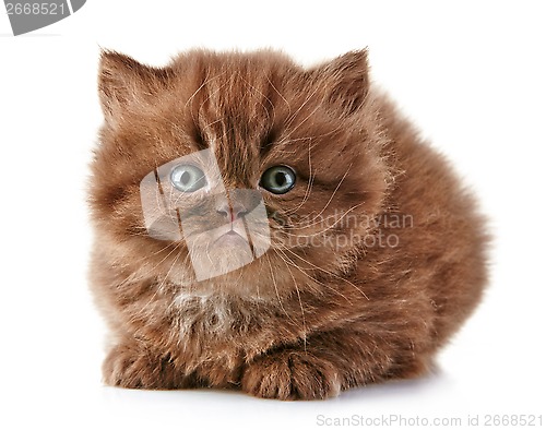 Image of British long hair kitten