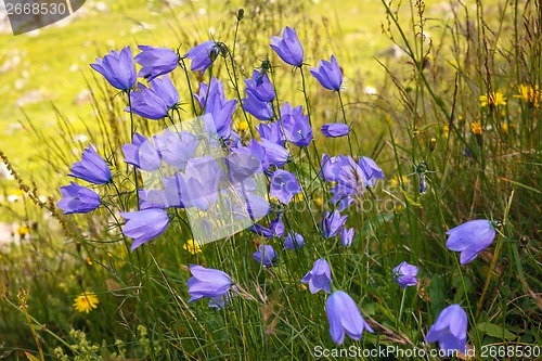 Image of Wild flowers campanula in moutains