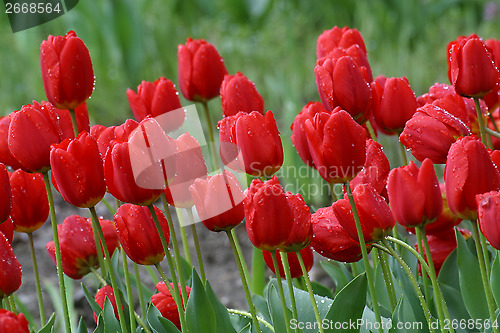 Image of Tulips in full bloom