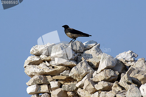 Image of Black bird watching area around them