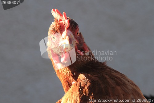 Image of head of chicken