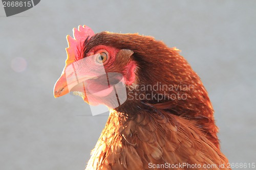 Image of head of chicken 