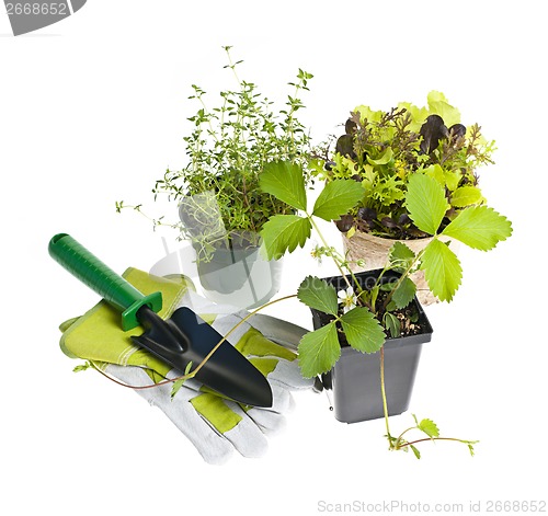 Image of Gardening tools and plants