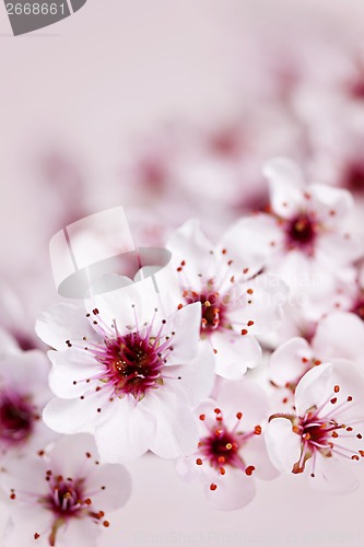 Image of Cherry blossoms