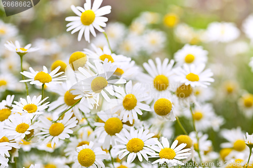 Image of Chamomile flowers