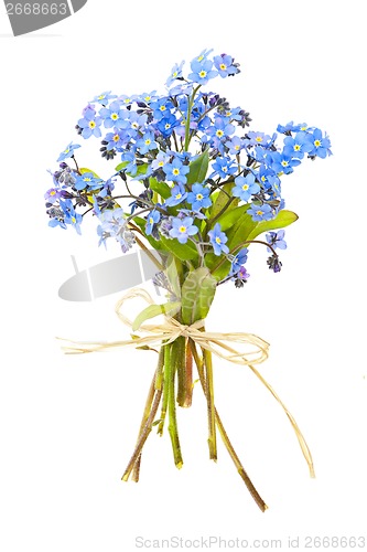 Image of Bouquet of forget-me-nots