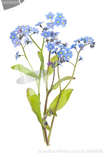 Image of Forget-me-not flowers on white