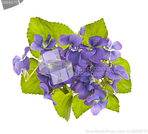 Image of Bouquet of violets