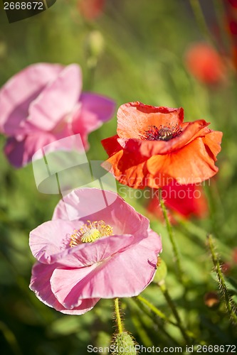 Image of Poppies in a garden