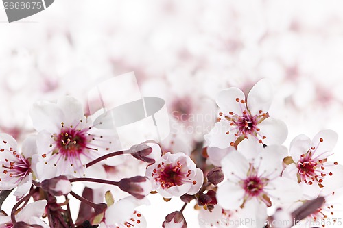 Image of Cherry blossoms