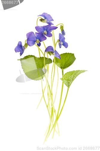 Image of Spring violets on white