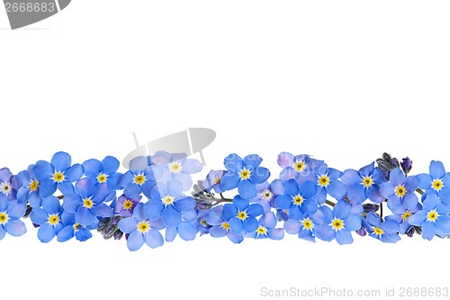 Image of Blue spring flower border