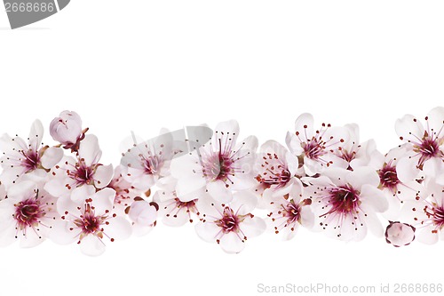 Image of Cherry blossoms border