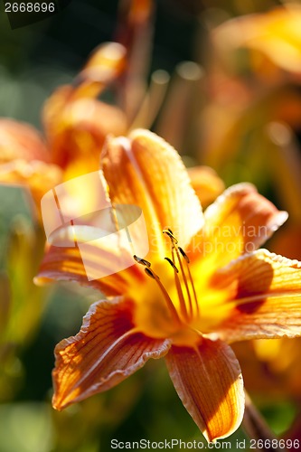 Image of Tiger lily flower