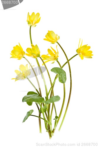 Image of Yellow spring wild flowers