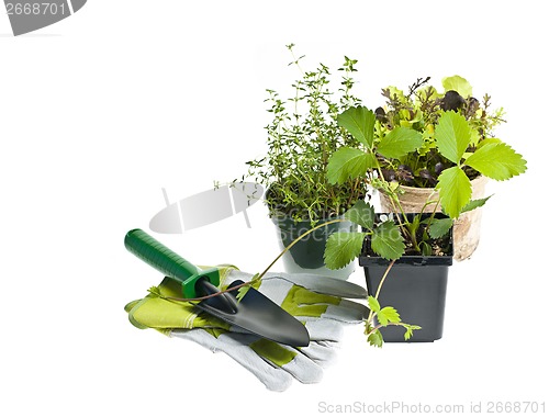 Image of Gardening tools and plants