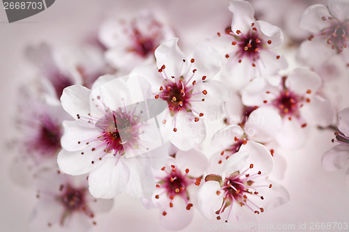 Image of Cherry blossoms