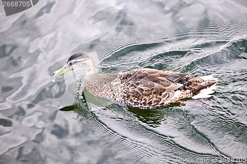 Image of Duck on water