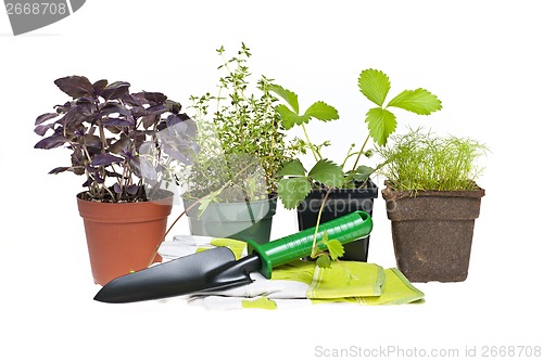 Image of Gardening tools and plants