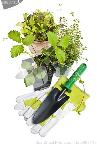 Image of Gardening tools and plants