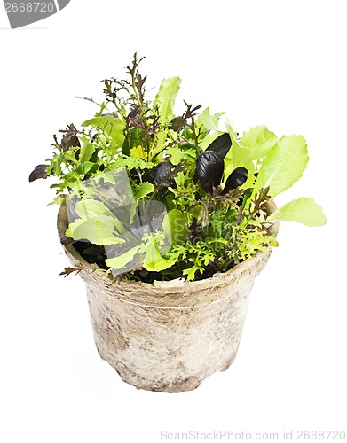 Image of Lettuce plants in pot