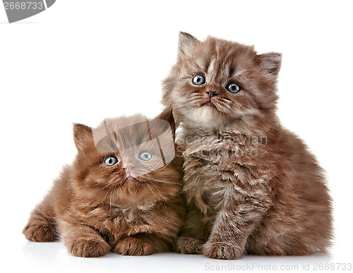 Image of British long hair kittens