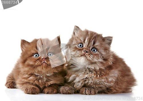 Image of British long hair kittens