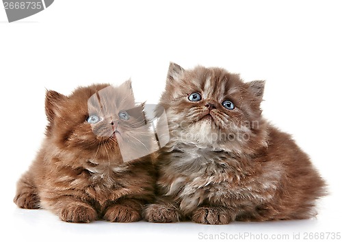 Image of British long hair kittens