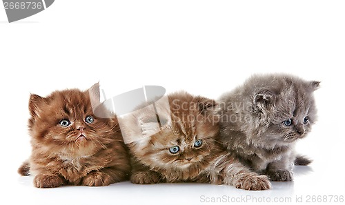 Image of British long hair kittens