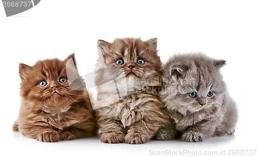 Image of British long hair kittens