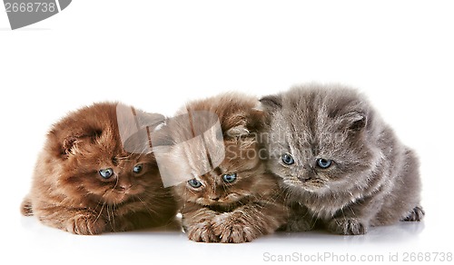 Image of British long hair kittens