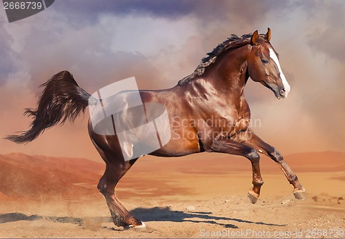 Image of horse running in the desert