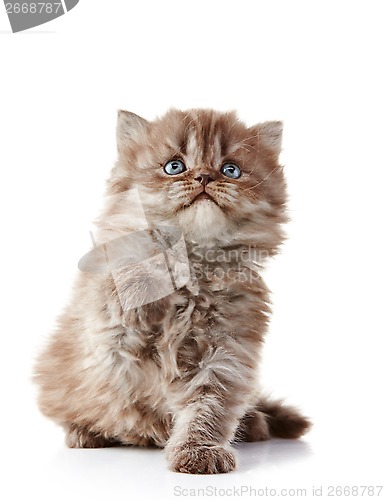 Image of British long hair kitten