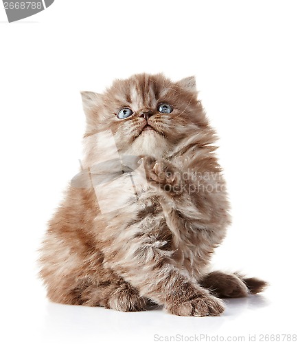 Image of British long hair kitten