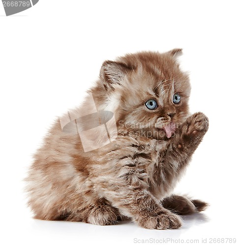 Image of British long hair kitten