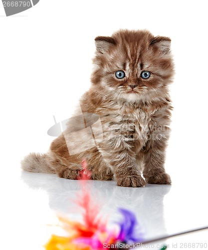 Image of British long hair kitten