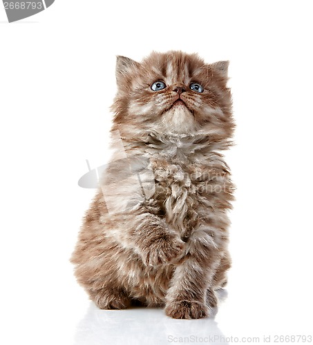 Image of British long hair kitten