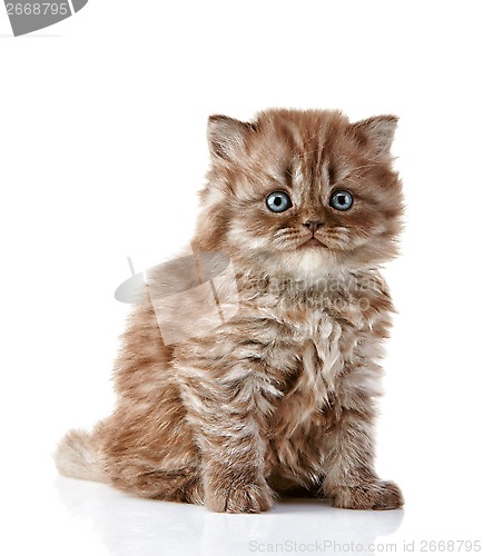 Image of British long hair kitten