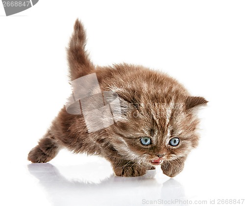 Image of British long hair kitten