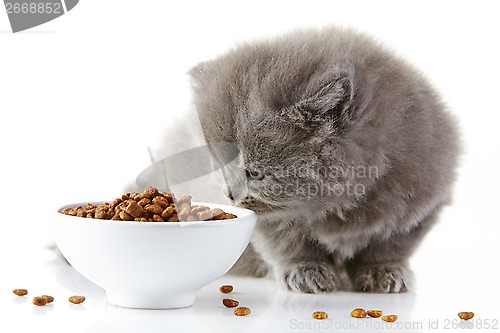 Image of British long hair kitten