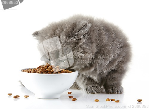 Image of British long hair kitten