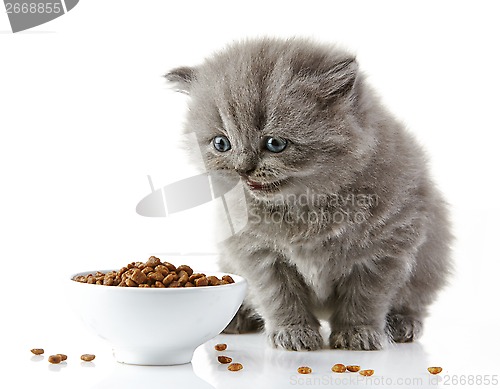 Image of British long hair kitten