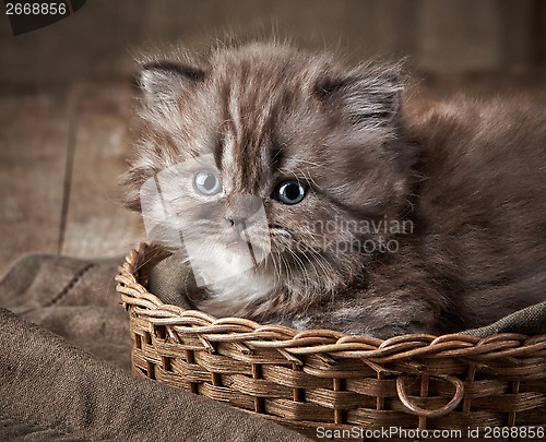 Image of British long hair kitten