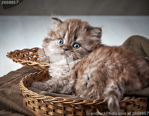 Image of British long hair kitten