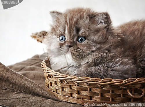 Image of British long hair kitten